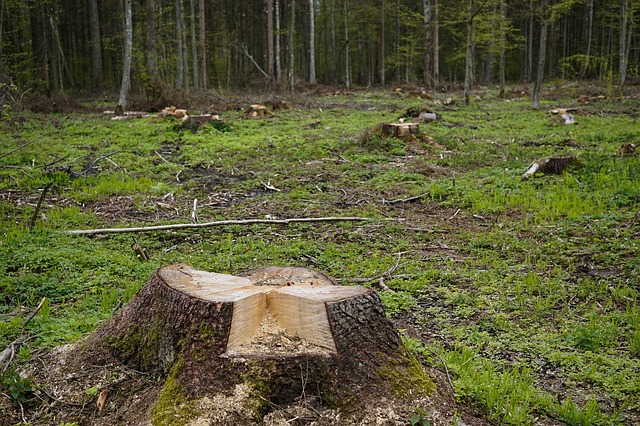 Деревья вырубили в Смоленске у Солдатского озера