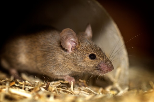 В Ульяновской области два человека умерли в результате лихорадки после укуса крыс