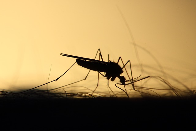 Жители Екатеринбурга пожаловались на гигантских комаров