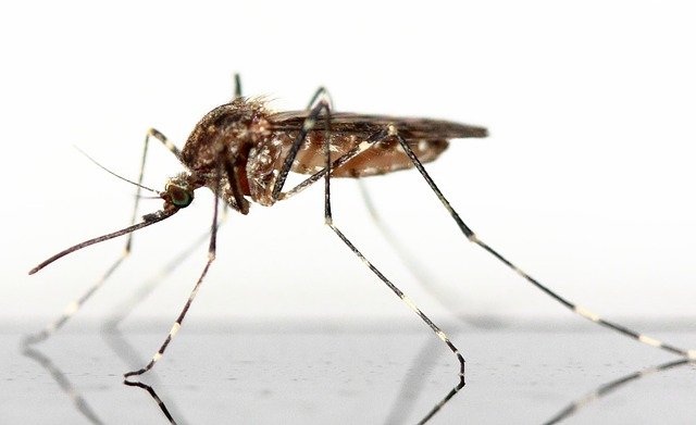 Учёный рассказал жалующимся екатеринбуржцам причину появления комаров в квартирах в октябре