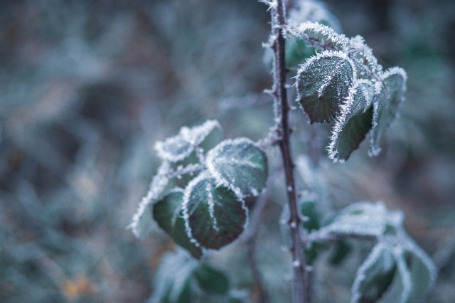 В Новгородской области ожидаются заморозки до -3 градусов