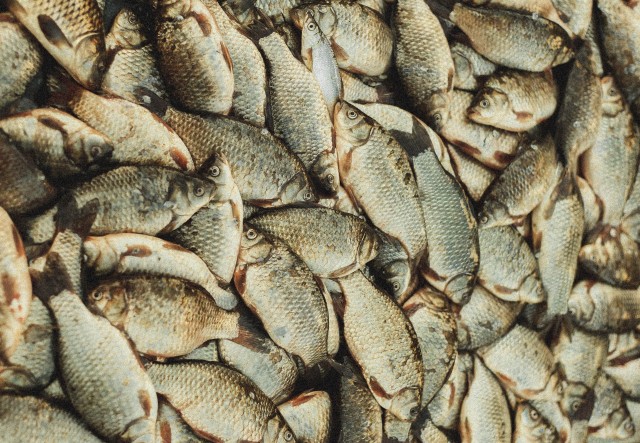 В Твери на месте массовой гибели рыбы в реке Лазурь выявили сброс канализации