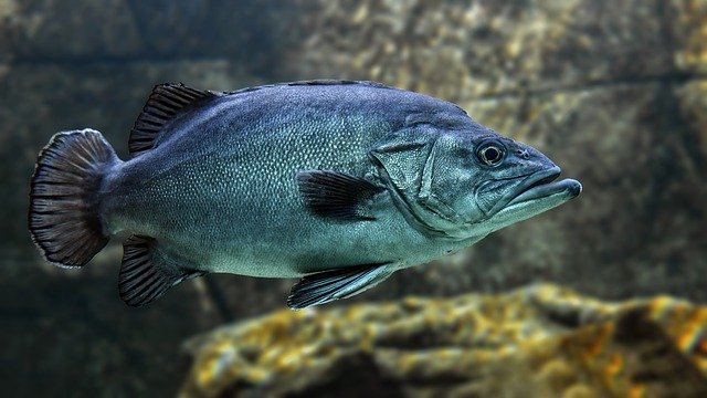 Практически половина рыбы в реках в Липецкой области заражена паразитами