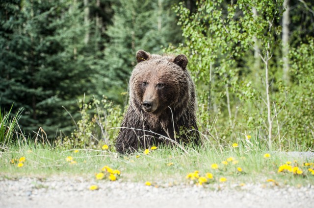 Медведь в Смоленской области бросился под колёса автомобиля