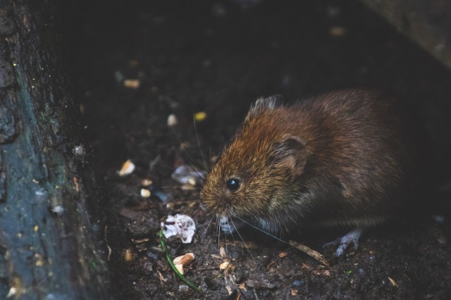 В Иванове крысы отравляют горожанам жизнь в районе автовокзала
