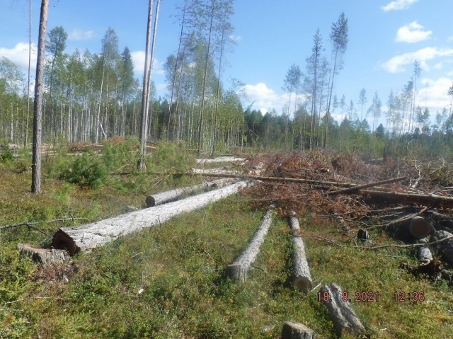 В Югре незаконно вырубили деревья на почти 2,5 га. Ущерб составил 3,5 млн руб.