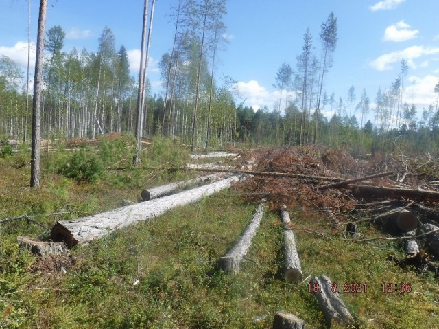 В Югре незаконно вырубили деревья на почти 2,5 га. Ущерб составил 3,5 млн руб. В Югре незаконно вырубили деревья на почти 2,5 га. Ущерб составил 3,5 млн руб.
