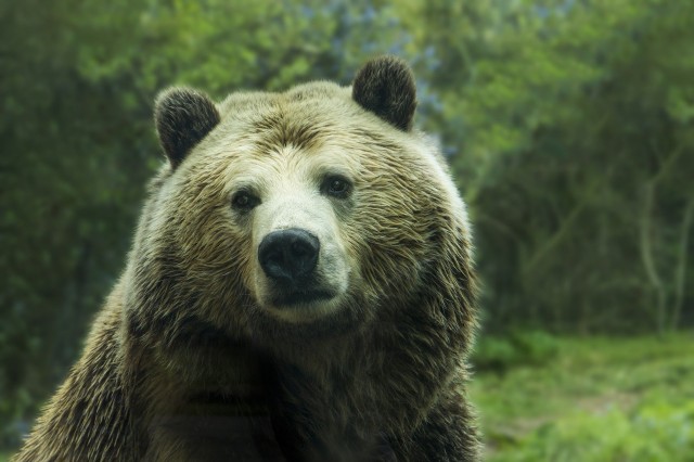 В Югре проснулись медведи, один был замечен на месторождении