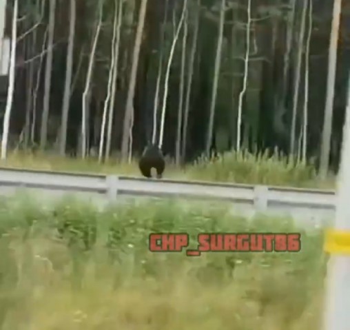 ​Под Сургутом замечен перебегающий дорогу медведь