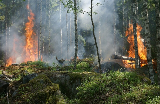 В Югре количество лесных пожаров выросло до трёх
