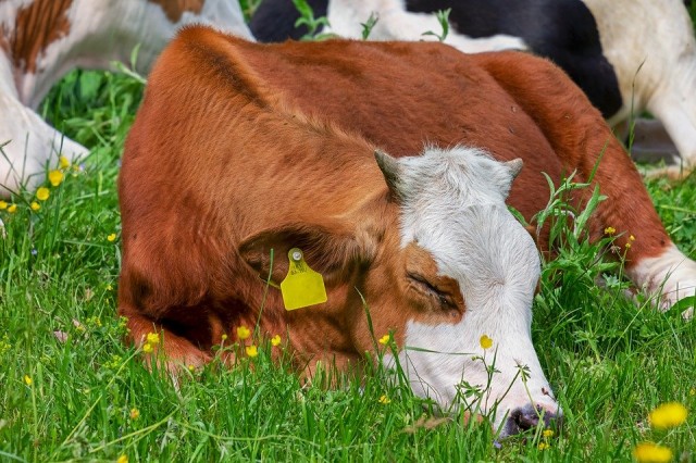 Легковушка сбила стадо коров в Республике Алтай