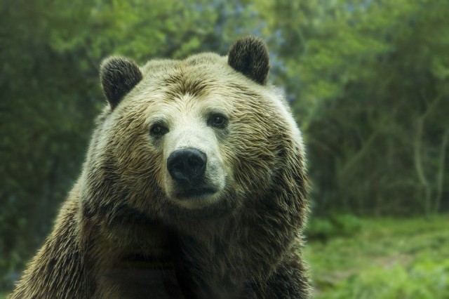 ​В Ханты-Мансийском районе заметили медведя