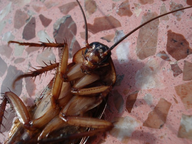 Из уха жителя Подмосковья врачи достали живого таракана