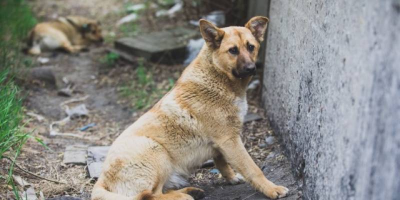 ​В Югре на месте нападения собак на женщину зоозащитники сошлись в противостоянии с отловщиками