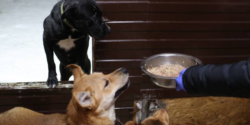 В Пыть-Яхе при поддержке силовиков хотят закрыть единственный собачий приют