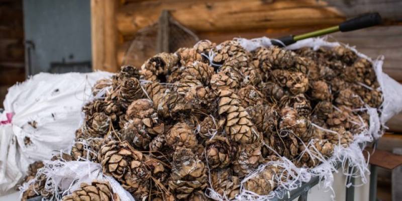 В ХМАО два брата украли 30 мешков кедровых орехов