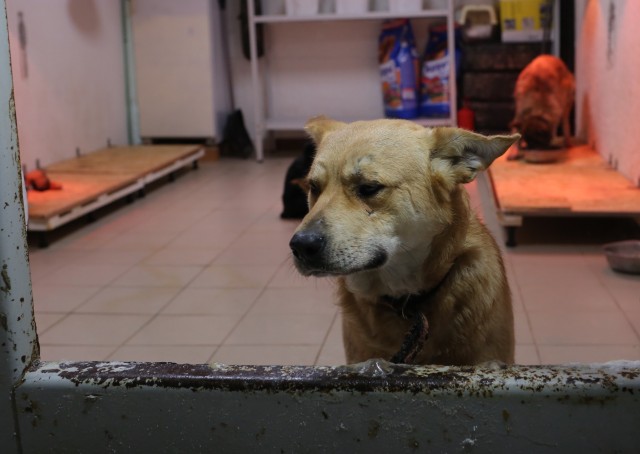 ​Собака бывает кусачей и бродячей: Сургутский район борется с нерадивыми владельцами животных