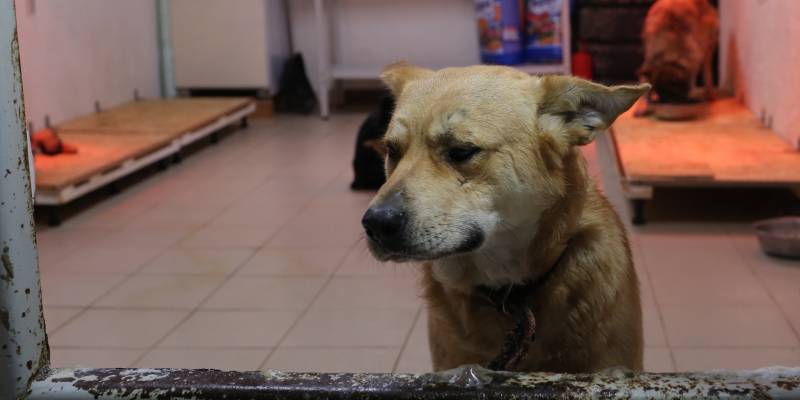 ​Собака бывает кусачей и бродячей: Сургутский район борется с нерадивыми владельцами животных