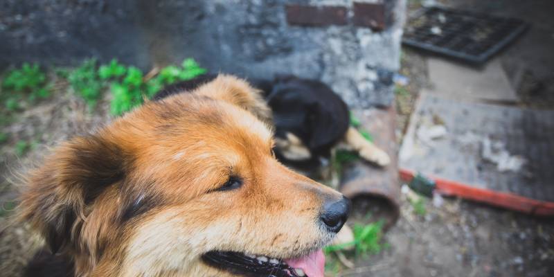 Югорские власти взяли на контроль отравление бездомных собак в Нягани