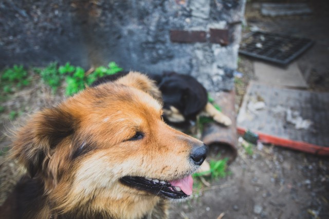 Югорские власти взяли на контроль отравление бездомных собак в Нягани