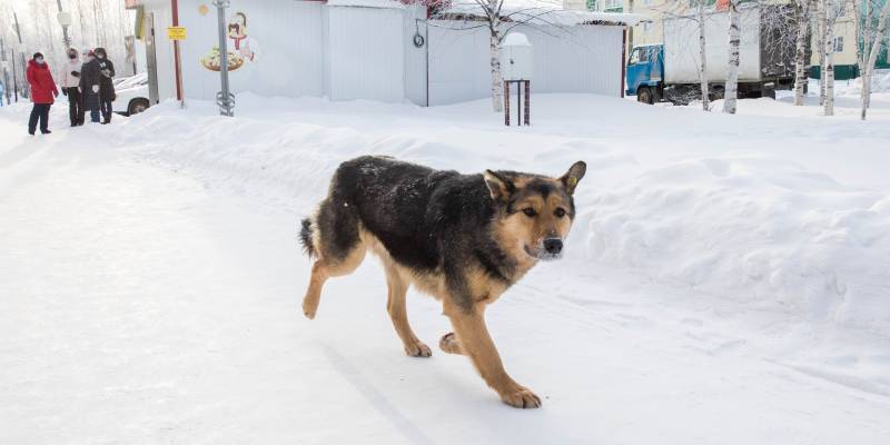 Почти две сотни жителей Сургута с начала года покусали собаки, зайцы, кошки и лисицы