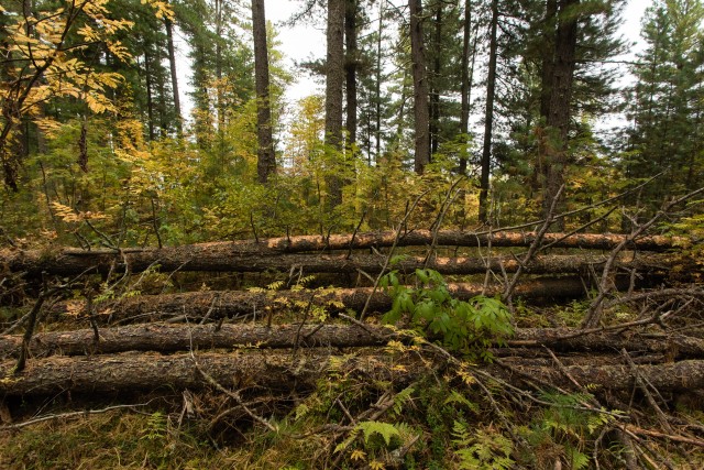 В преддверии пожароопасного сезона в работе лесопилок ХМАО нашли многочисленные нарушения