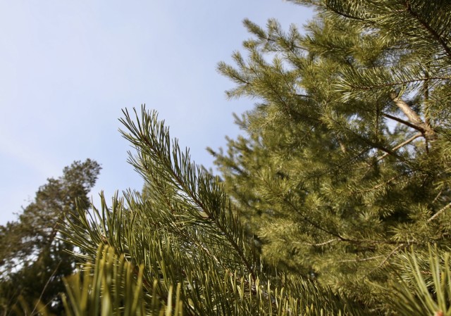Больше 7 тысяч деревьев высадят в этом году в Нижневартовске