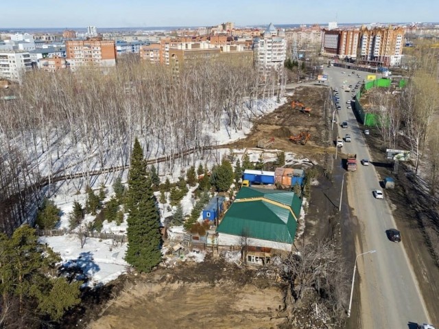 В Томске строители спилили 120-летнюю пихту