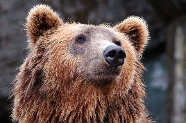 В Нижневартовске полицейский патруль два часа отгонял медведя