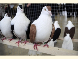 Югорские голуби полетели на выставку в Таджикистан