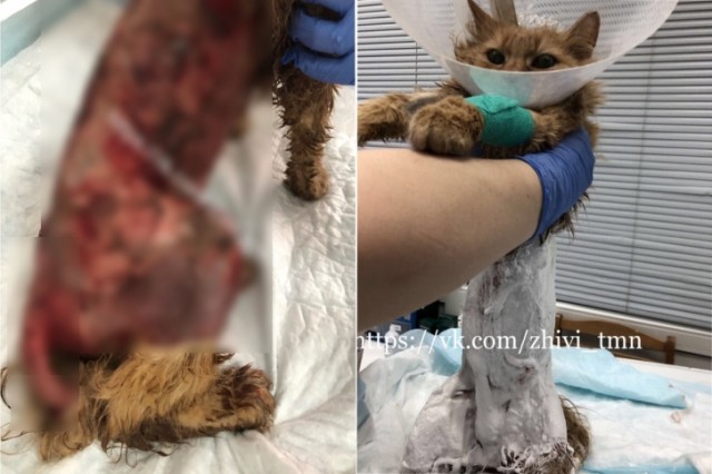 В Тюмени ветеринары спасают кота, с которого сняли кожу