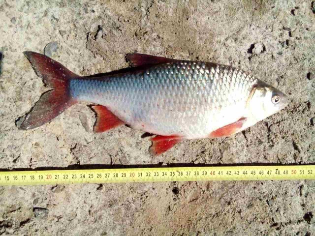 5 уголовных дел по незаконному вылову рыбы возбуждено в районе