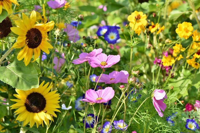 В Ханты-Мансийске этим летом посадили более 250 тысяч цветов