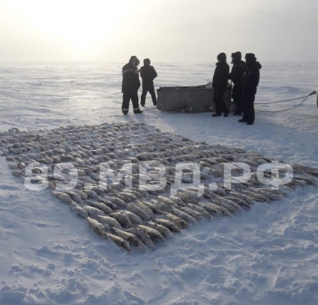На Ямале браконьеры наловили деликатесной рыбы на 1,5 млн На Ямале браконьеры наловили деликатесной рыбы на 1,5 млн