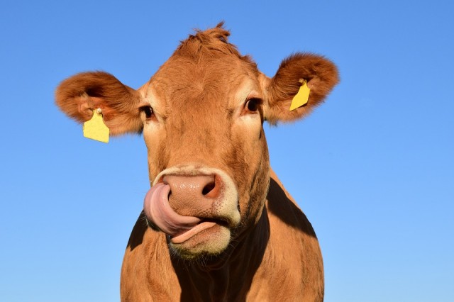 Danone перевозит 5000 коров из ЕС на ферму под Тюменью