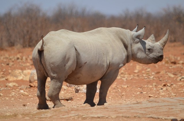 Учёные вынуждено усыпили последнего в мире самца северного белого носорога