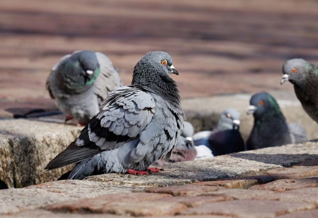 Жители Сургута жалуются на тех, кто кормит голубей