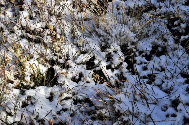 В Сургуте через неделю выпадет первый снег
