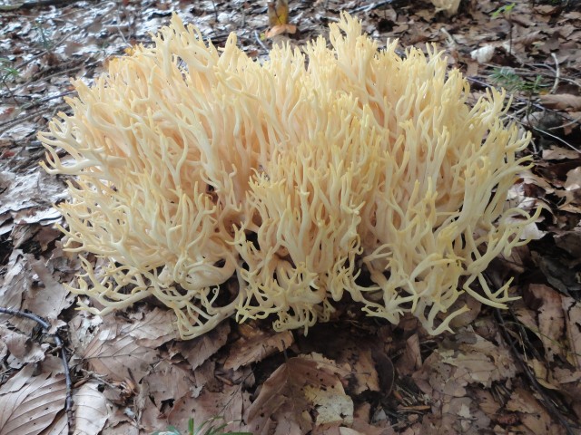На югорской земле растут красивейшие и вкуснейшие грибы