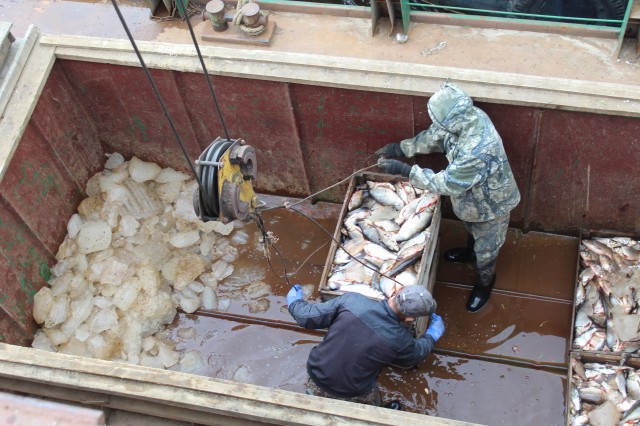 В Сургутском районе на предприятии «Восход» выловили уже 5 тонн рыбы
