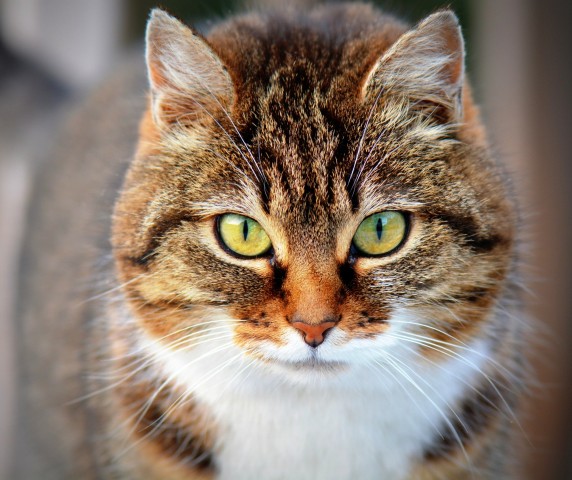 У кошки из Тюмени обнаружили коронавирус