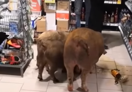 В тюменском супермаркете свиньи устроили дебош. Видео