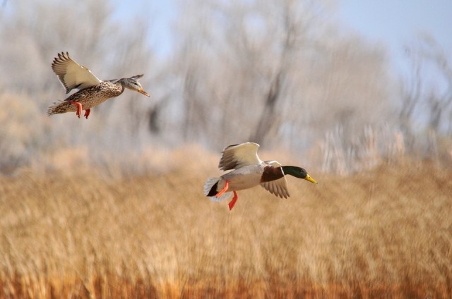 Летят утки. В Сургутском районе открыт сезон охоты на пернатых