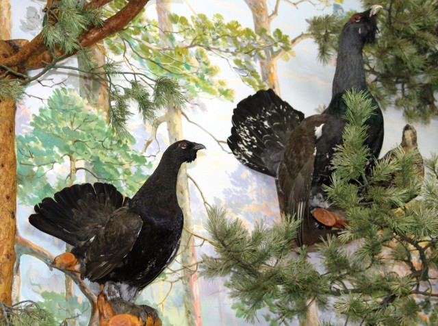 ​Как эта уникальная птица «долетела» до музея в Русскинской?