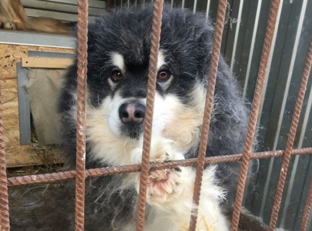 ​В Сургутском районе полномочия по отлову бездомных собак перешли поселениям