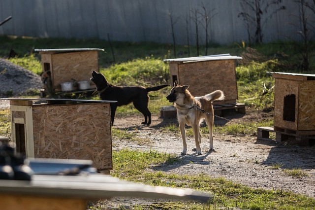Сургутский район вдвое увеличил финансирование на отлов и содержание бродячих собак