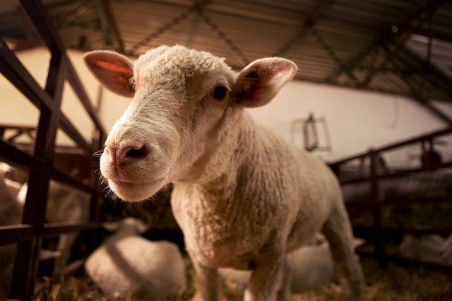 В Омской области сокращается поголовье домашнего скота