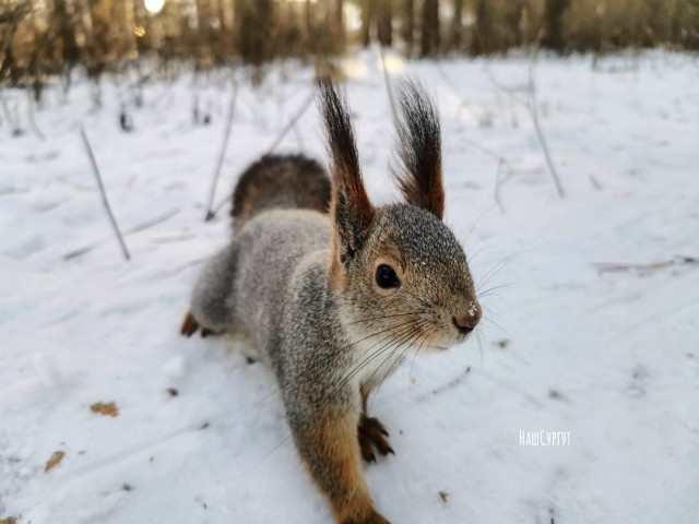 Белки повсюду: подборка фото из жизни пушистиков
