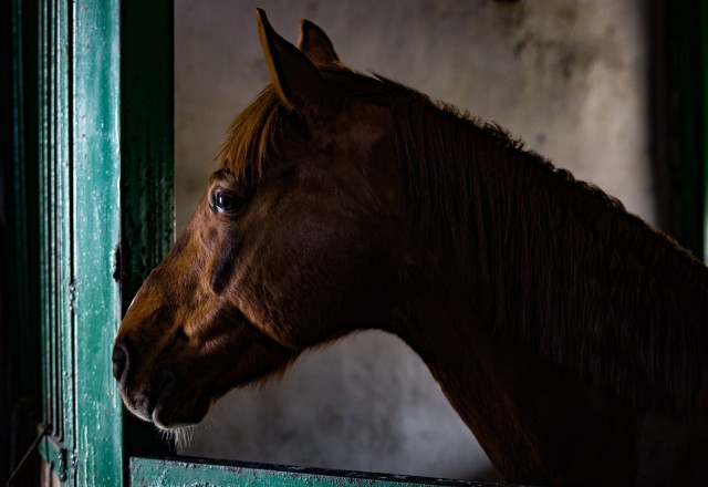 ​В Нефтеюганске агрессивная лошадь погналась за пенсионеркой