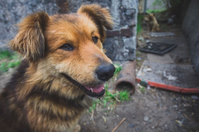 С начала 2023 года в ХМАО за самовыгул собак наказали более 120 человек